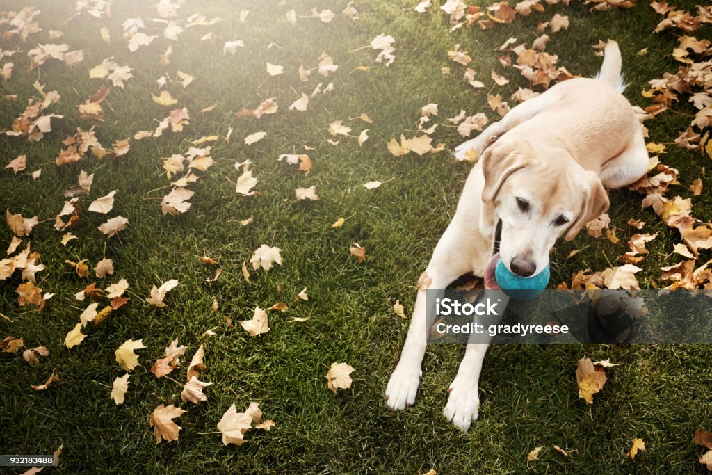 The Best Super Chewy Toys for Your Yellow Labrador’s Aggressive Chewing Habits